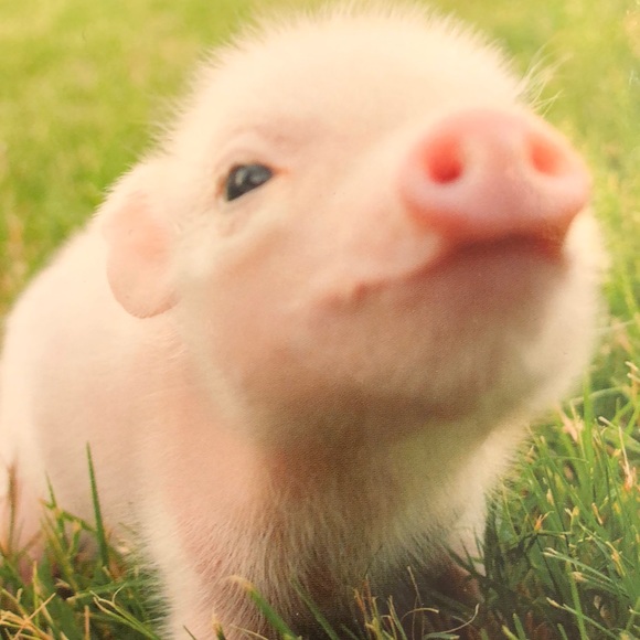 Meet your Posher, K - Picture 1 of 1